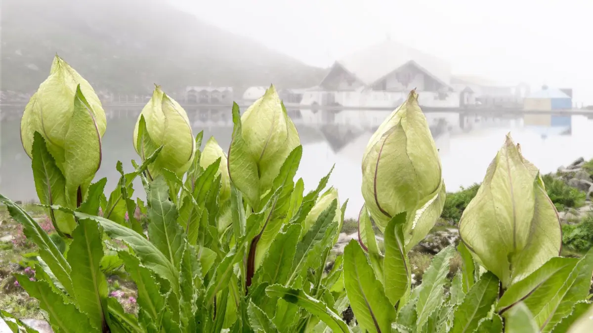 What is the State Flower of Uttarakhand? Know About It