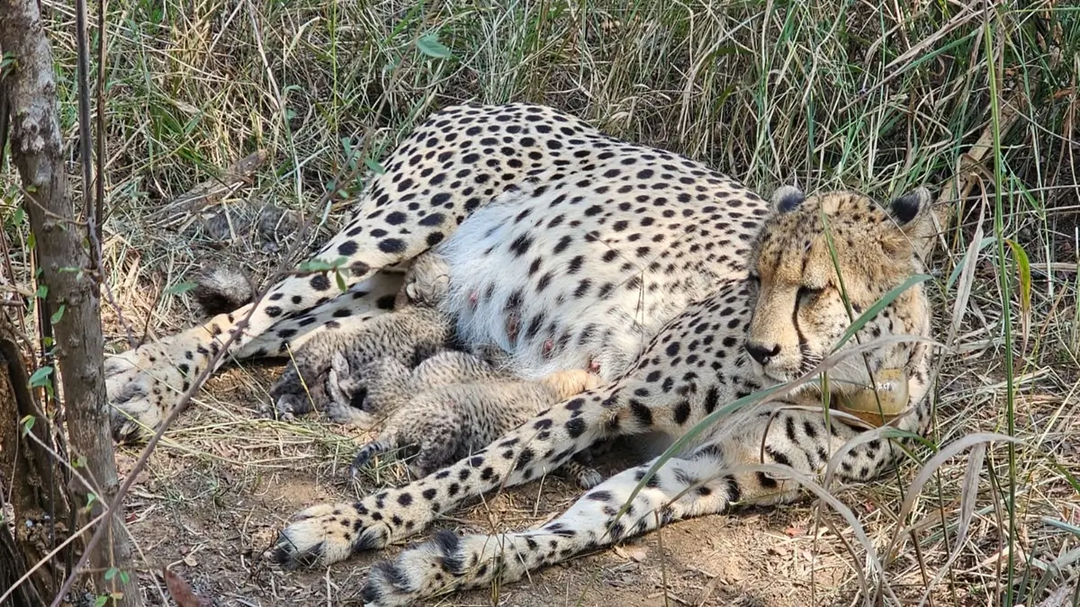 Gamini Gives Birth to Three Cubs at Kuno, India’s Cheetah Count Rises to 38