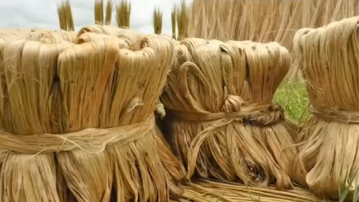 Cabinet Approves MSP for Raw Jute for 2026-27 Season
