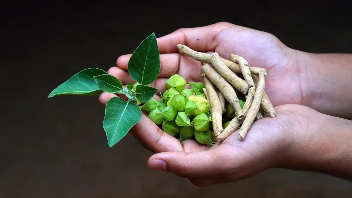 Which Herb is known as the King of Herbs?