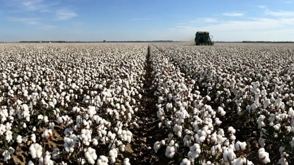 India Overtakes China as Top Exporter of Cotton Products to the US in 2025