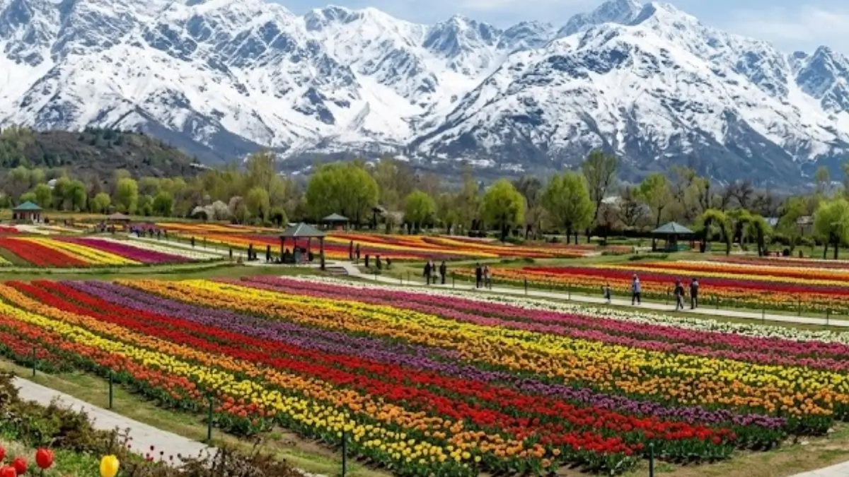 Asia’s Largest Tulip Garden Inaugurated By in Srinagar