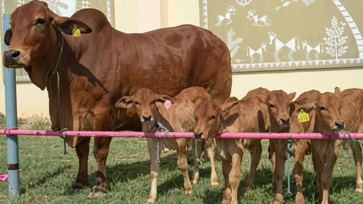 IVRI Produces Sahiwal Calves Using Advanced OPU-IVF-ET Technology