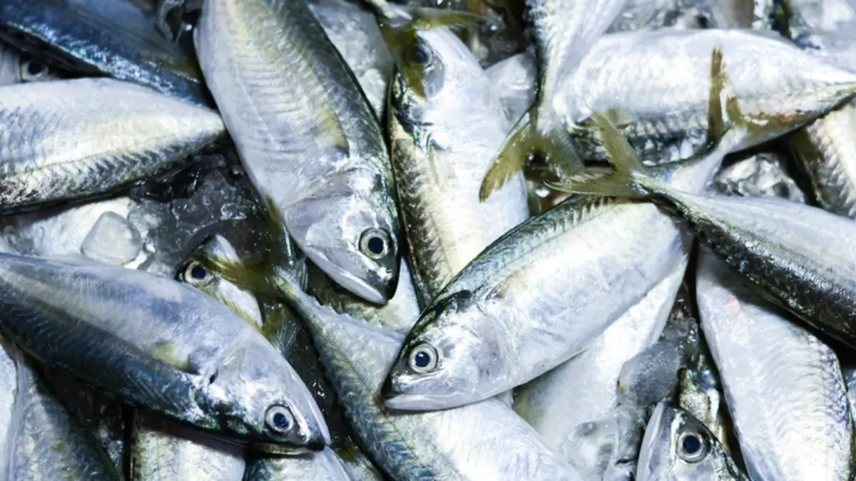 Which Country is the Largest Consumer of Fish in the World?