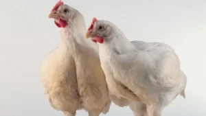 Newcastle Disease Spread in Europe 2026: All You Need To Know Here