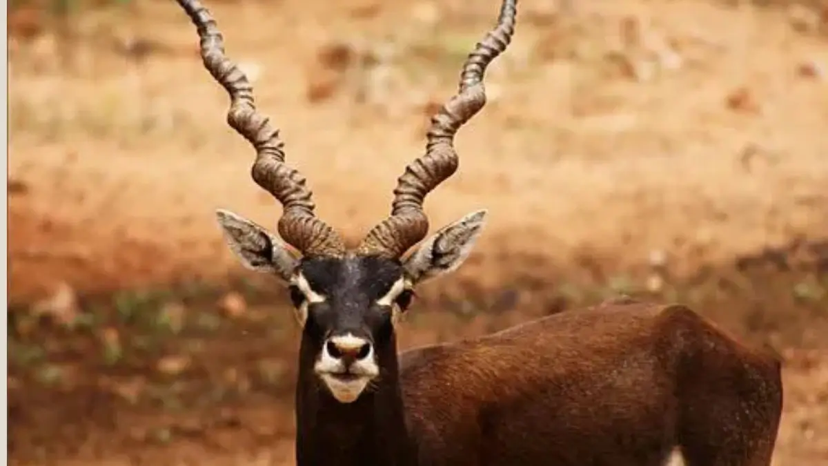 Blackbucks Make a Comeback in Chhattisgarh After Nearly a Century
