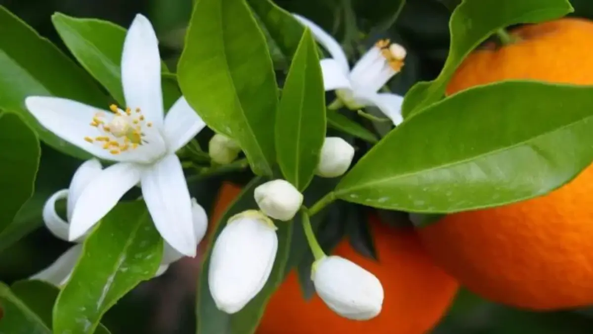 What is the State Flower of Florida? Check Here