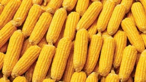 India Loses Top Spot in Bangladesh Corn Market Amid Rising Ethanol Demand