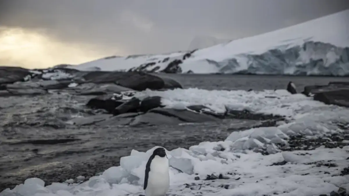 Do You Know Which Countries have No Snowfall?