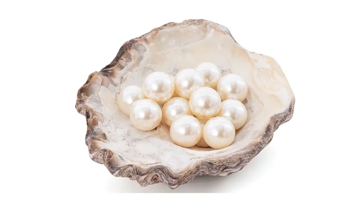 Hazaribag Set to Become India's First Pearl Farming Cluster