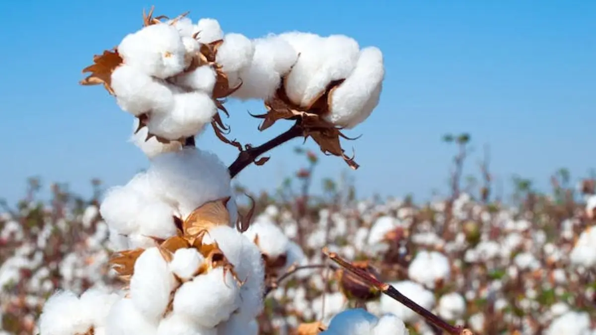 Centre approves ₹5,659 crore Mission for Cotton Productivity for 2026-31 cycle
