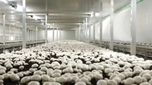 आंध्र प्रदेश ने ₹13,000 करोड़ का विशाल मशरूम मिशन शुरू किया